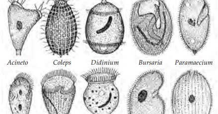 Hewan berikut yang termasuk dalam ciliata adalah