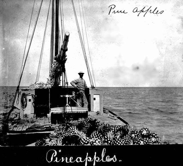 Shellbelle's Tiki Hut Pineapples in Florida History? What?