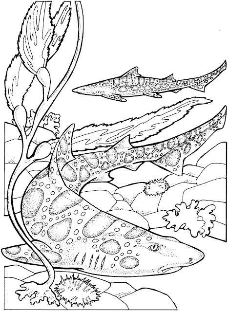 shark coloring pages coloring.filminspector.com