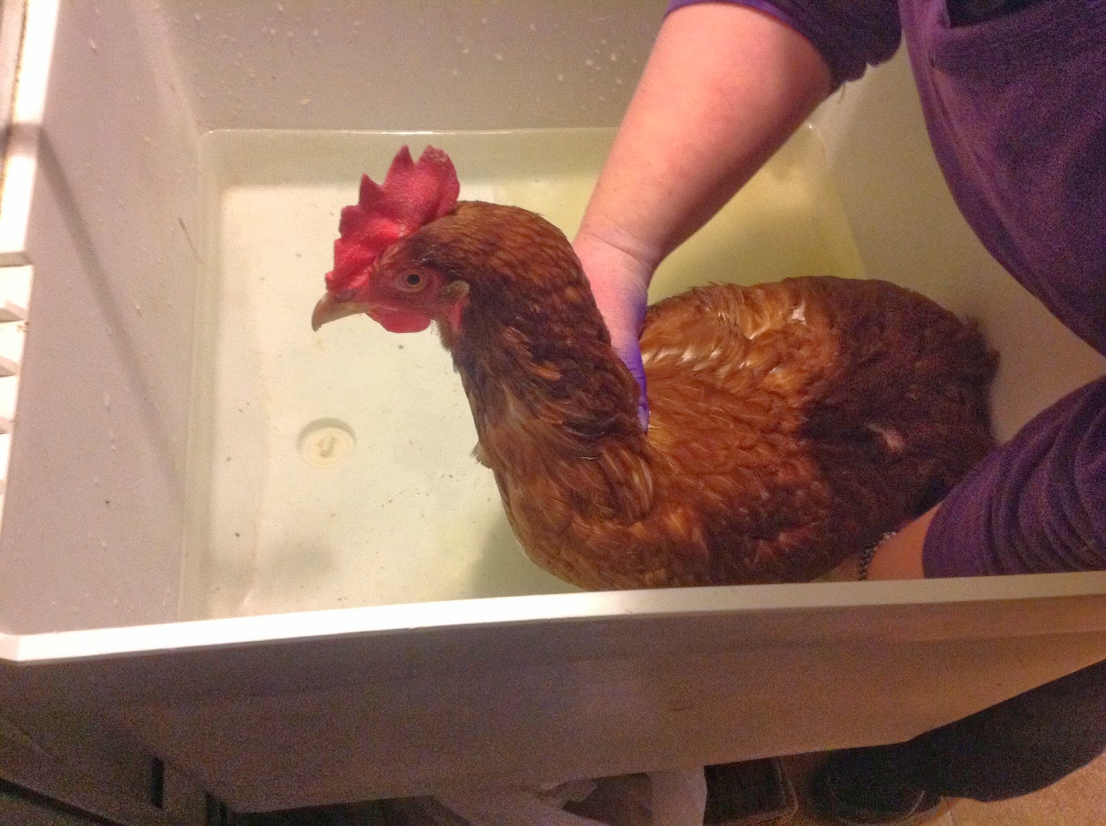 Katie's Farm Tapeworms & Chickens... Advice Needed!