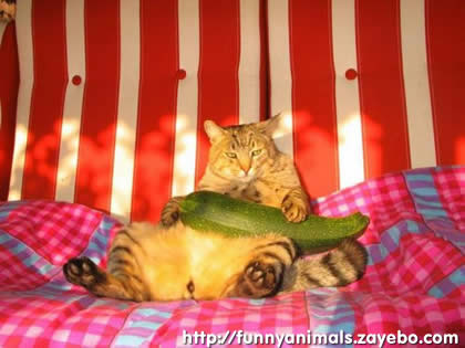 funny fat cats