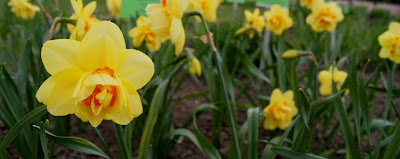 Zimozielony Ogrod Skimia Japonska Rubella