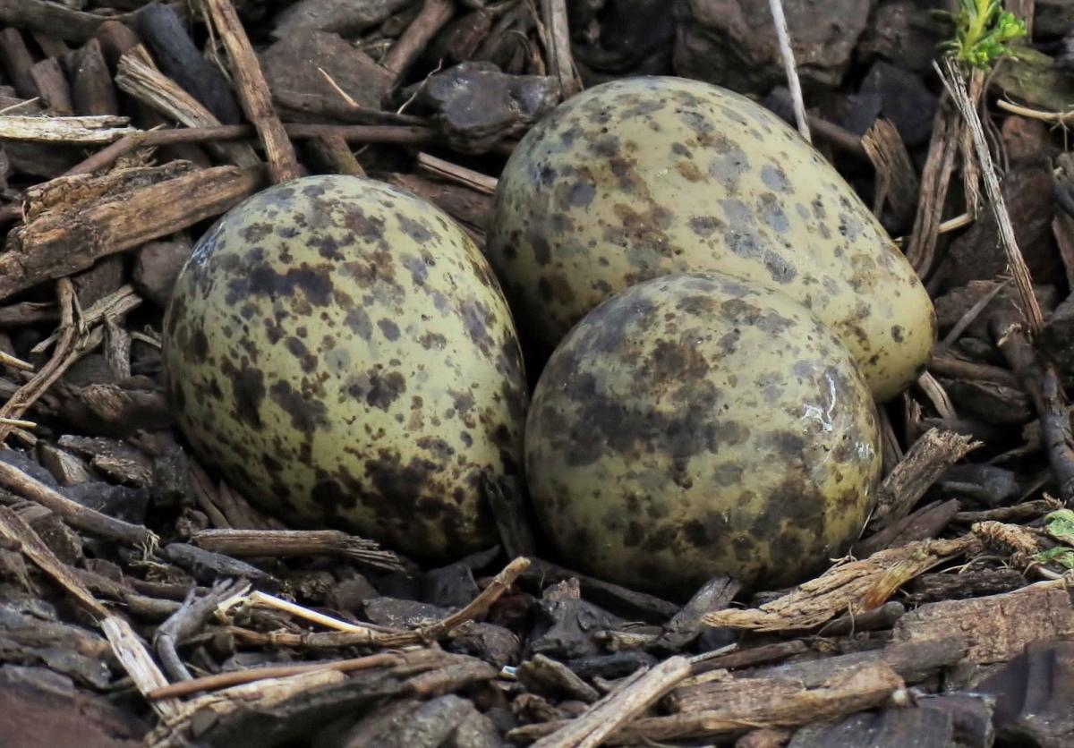 Bird In Everything Identifying Birds Eggs