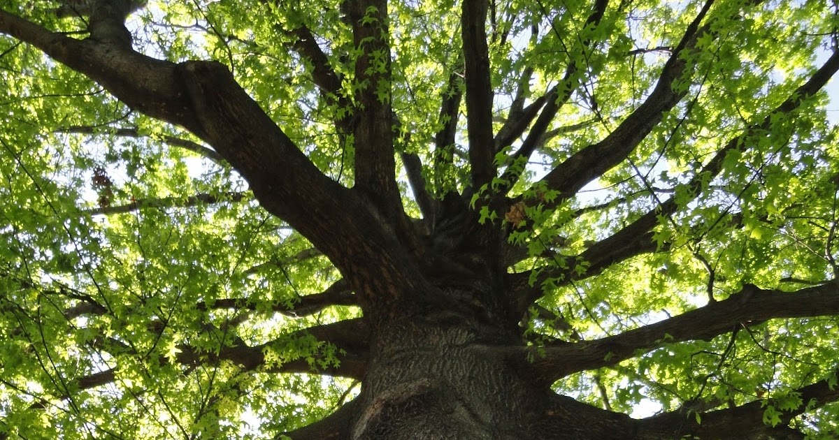 Mustang Dreams&hellip;. Shelter Insurance Garden Flowers