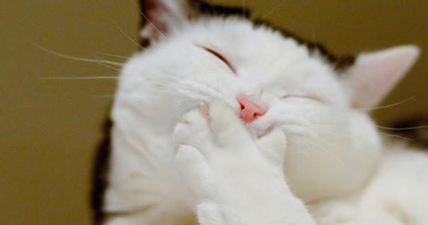 Resultado de imagem para gato sorrindo