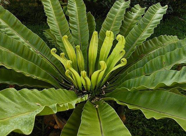 Thailand Pakchong Beobachtungen Und Erfahrungen