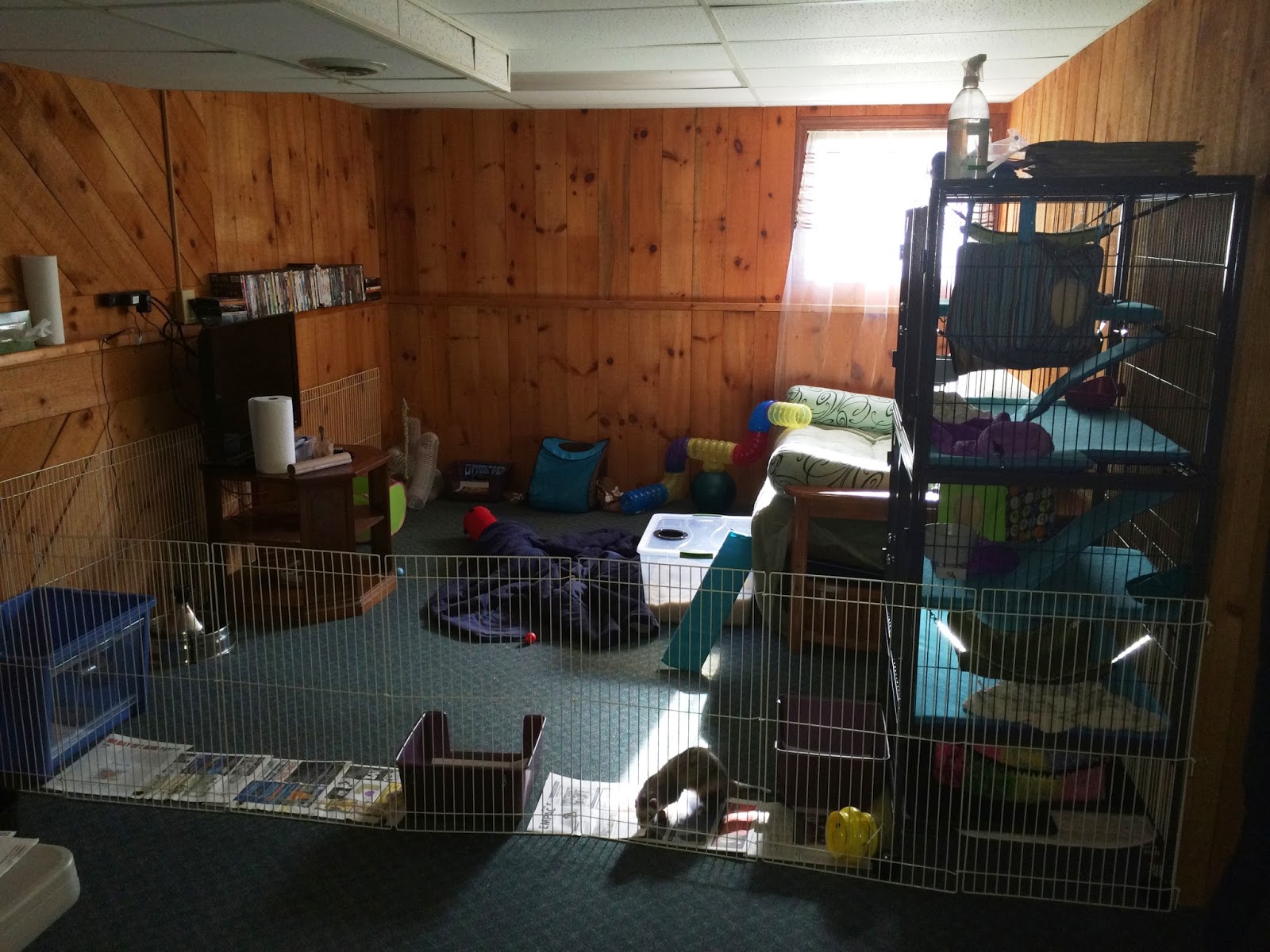 Our New Ferret Room The Holistic Ferret Forum