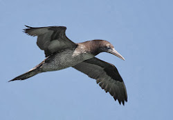 JUVENILE NORTHERN GANNET