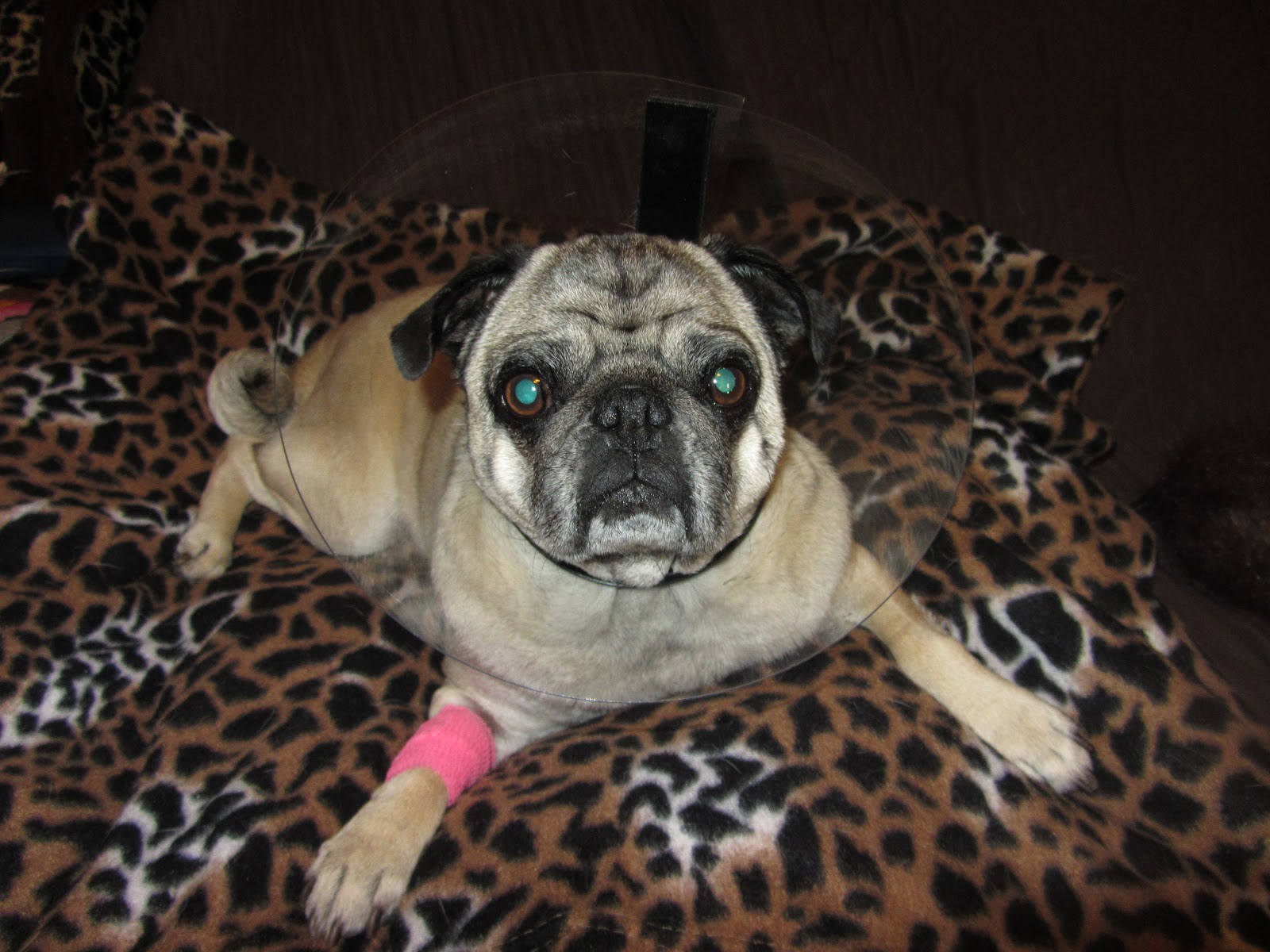 A Day in the Life of Pugs Surgery