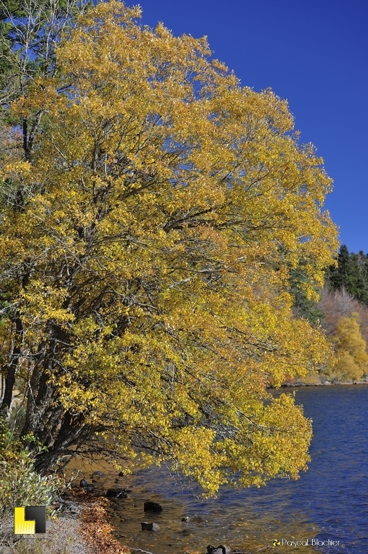 arbre flamboyant auvergne photo pascal blachier