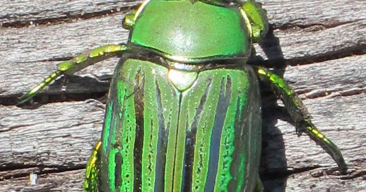 Kat Tracks: The Glorious Golden Scarab