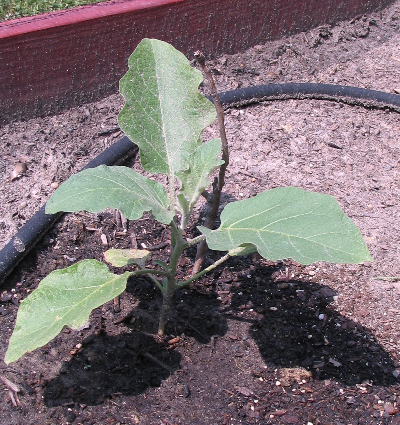The Container Garden on the Corner The eggplant plants are growing