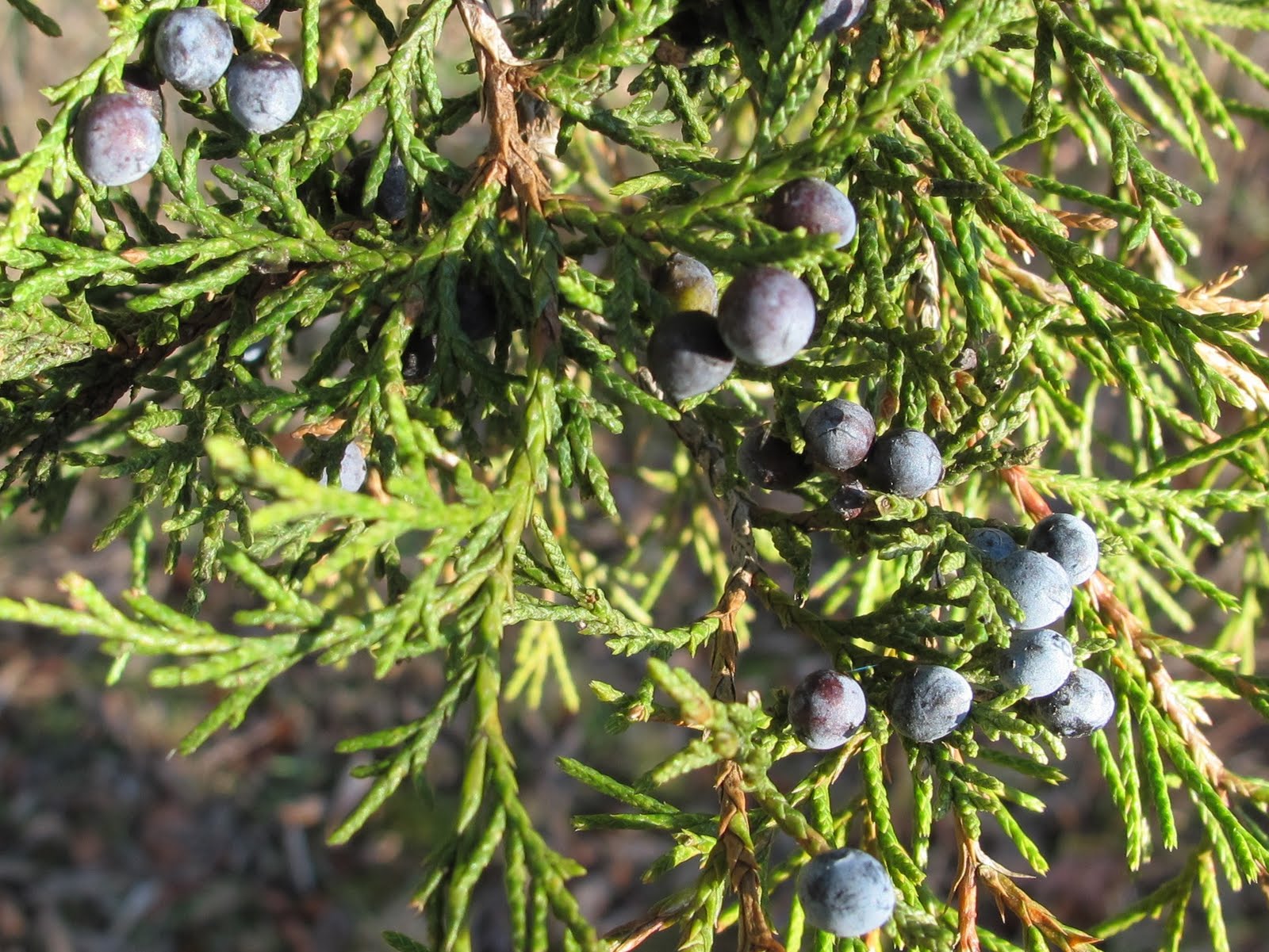Blue Jay Barrens Eating Cedar Berries