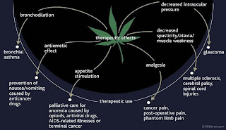 Theurapeutic effects of Marijuana - Cannabis