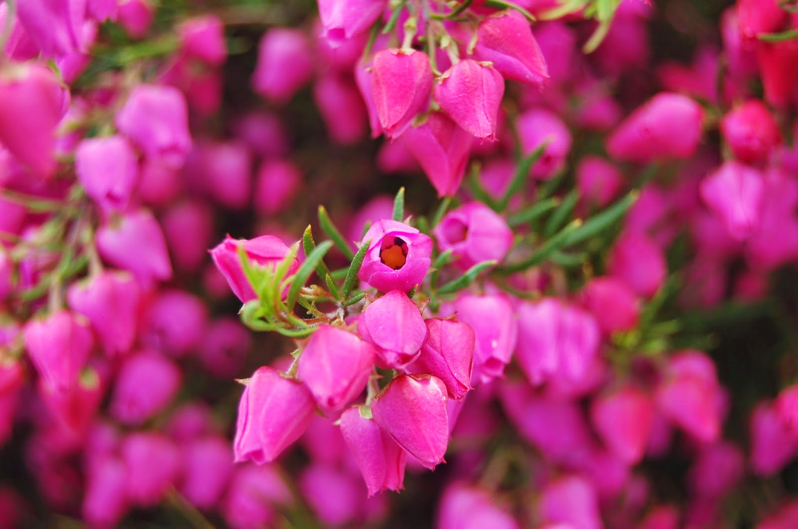 A Passion for Flowers Hot & InSeason Filler Flowers?