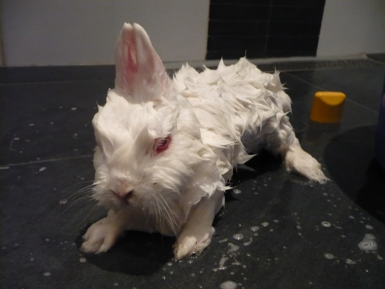 Thank God 4 Makeup! Mijn konijn(en) en ik