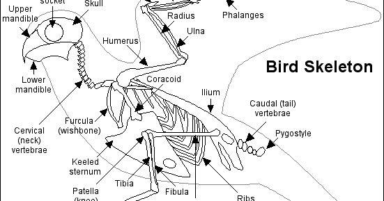 Discover Wild: Bird Anatomy