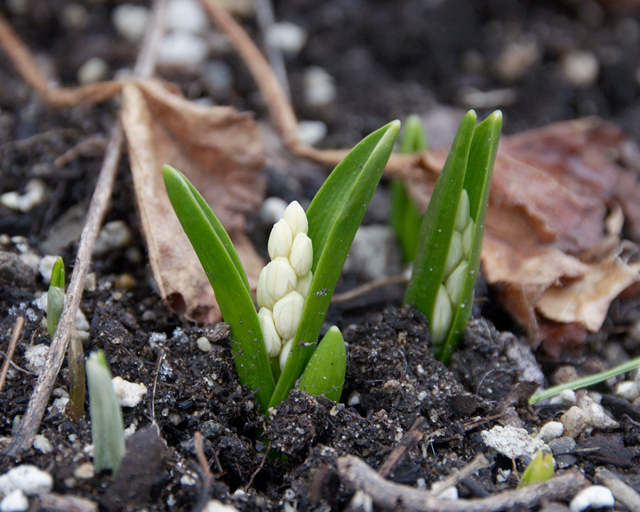 Reid’s Interwebsblogg Sprouting Flowers