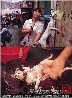http://2.bp.blogspot.com/-Oa6MRF-6BYc/TphLi5ctMLI/AAAAAAAABD0/UXAObZGsKYY/s400/makan+kucing.jpg