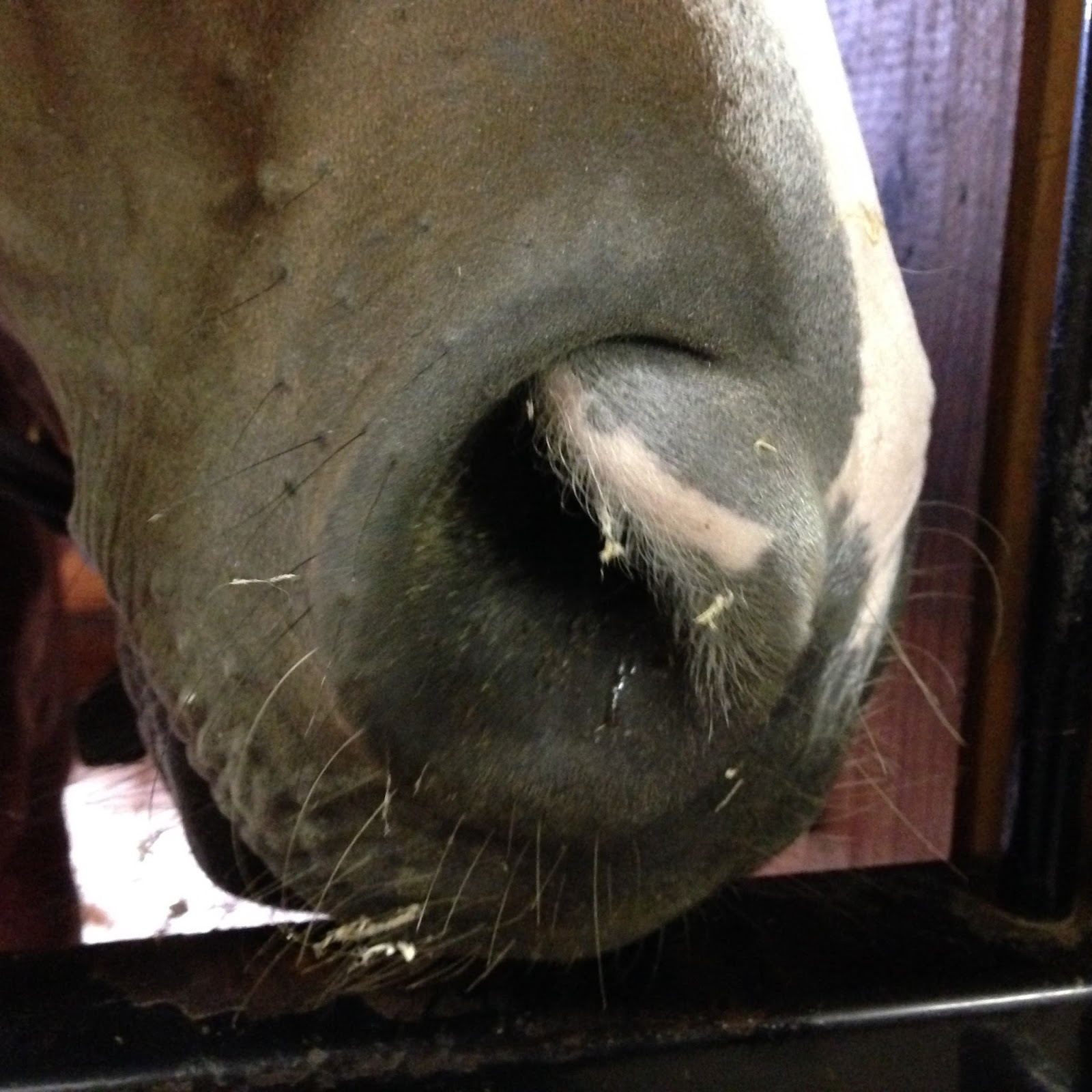 MSU Equine Summer Fellowship Blog Follow the Fellows... July 2015