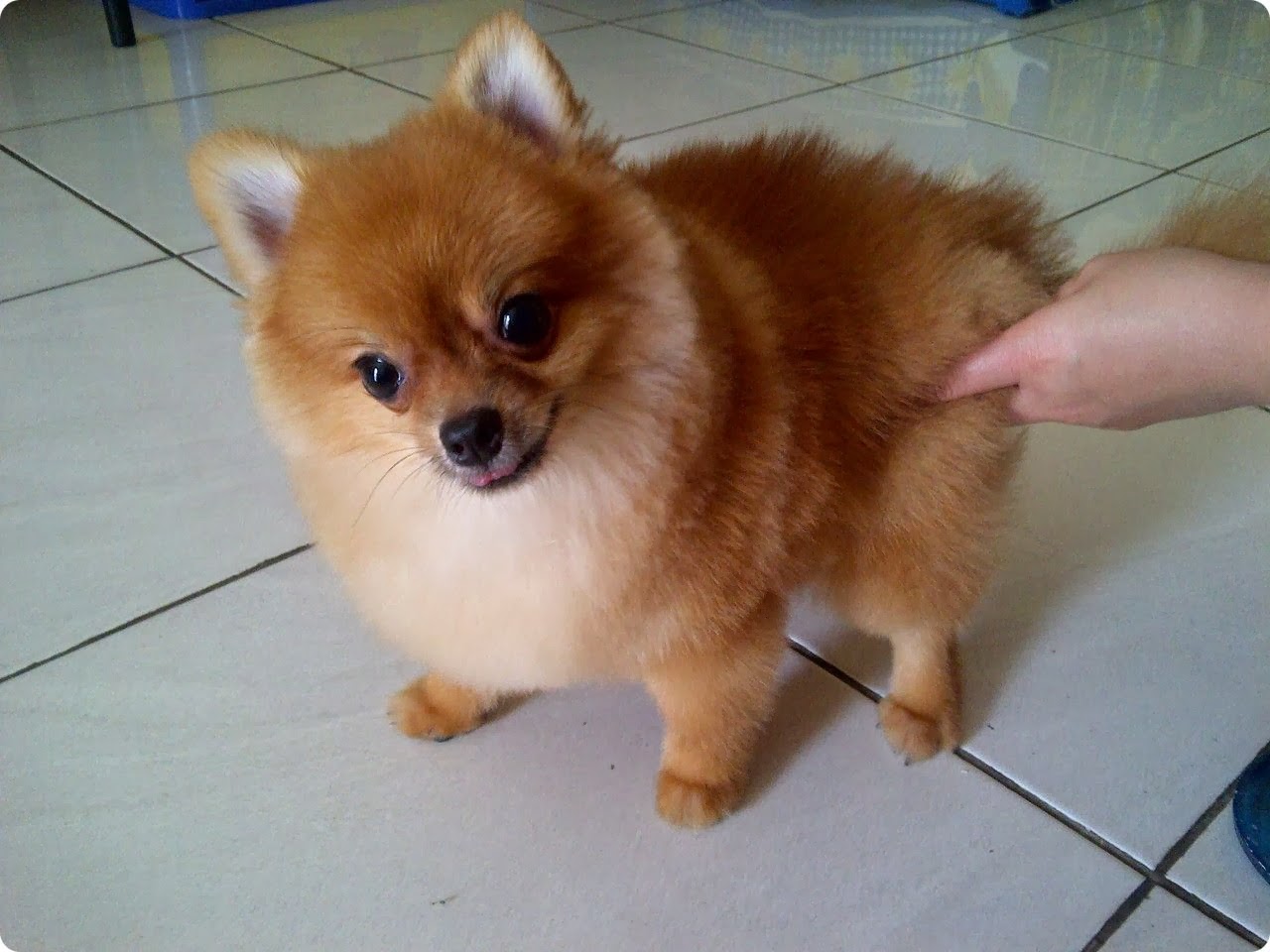 ... 11> Images For - Teacup Pomeranian Husky Puppies For Sale ... 11> Images For - Teacup Pomeranian Husky Puppies For Sale