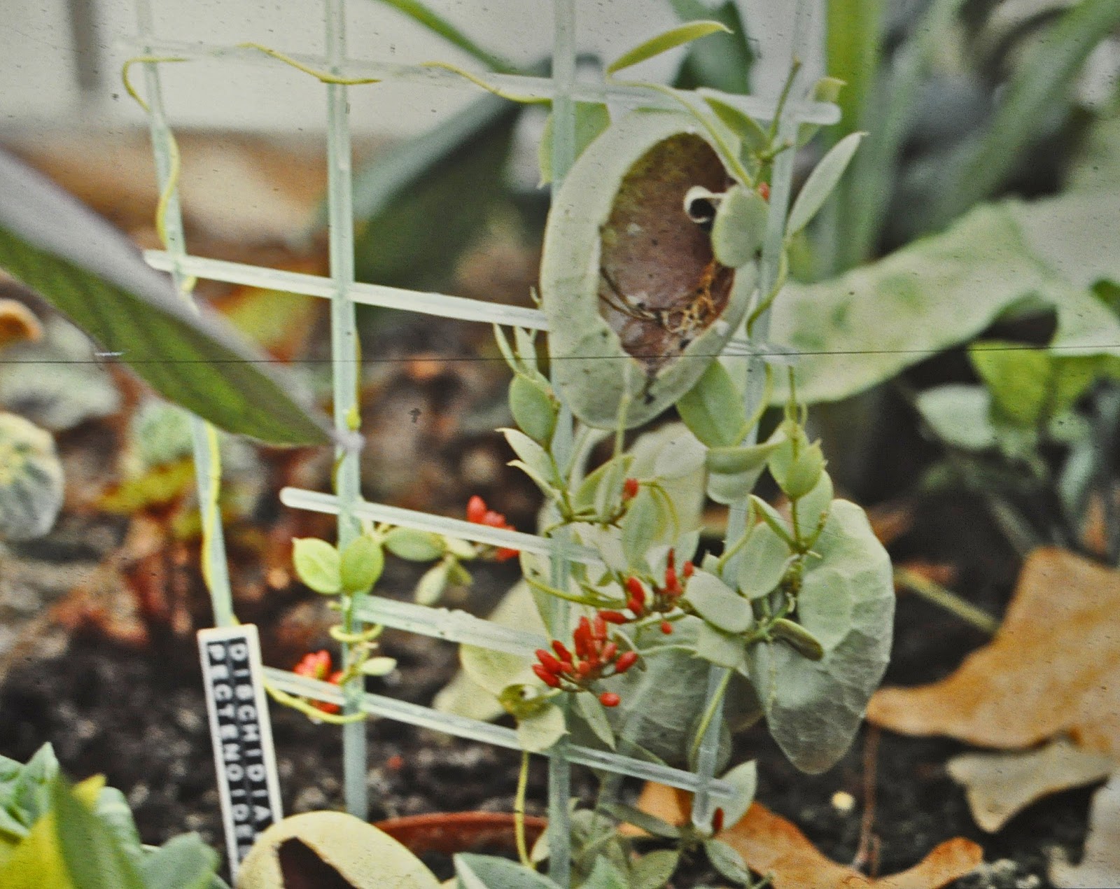 Gardening with John Steedman Dischidia pectinoides (kangaroo pocket