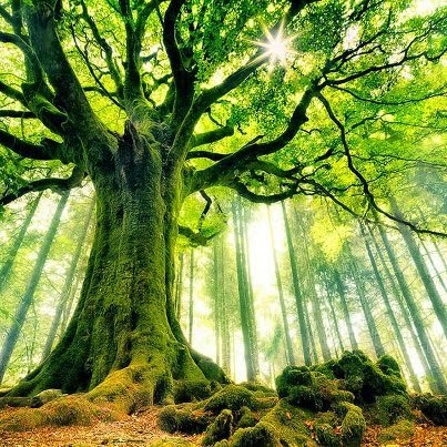 Blogg Gado Gado I M A Nobody Nothing But A Sinner Tiga Pohon Besar