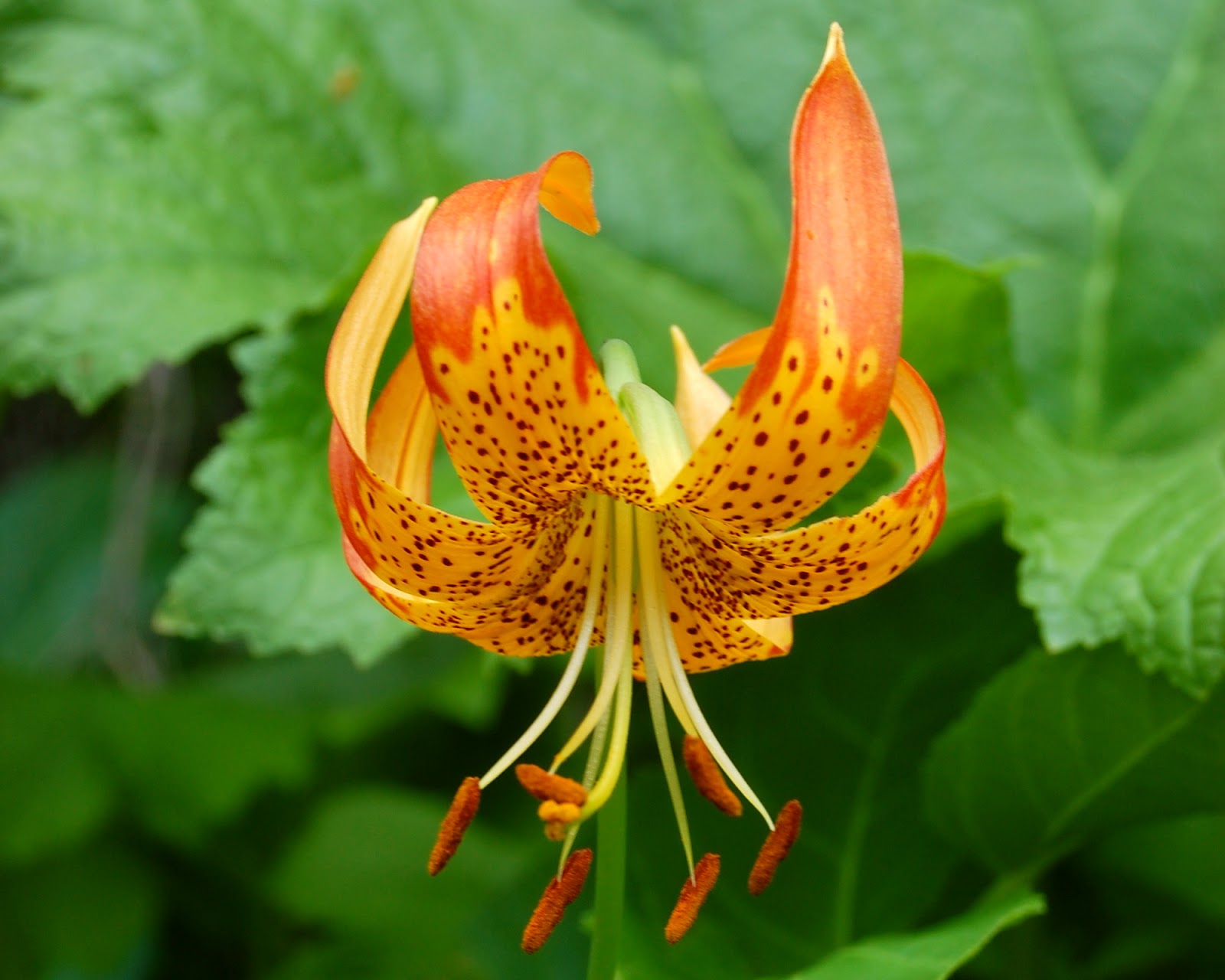 leopard lily care