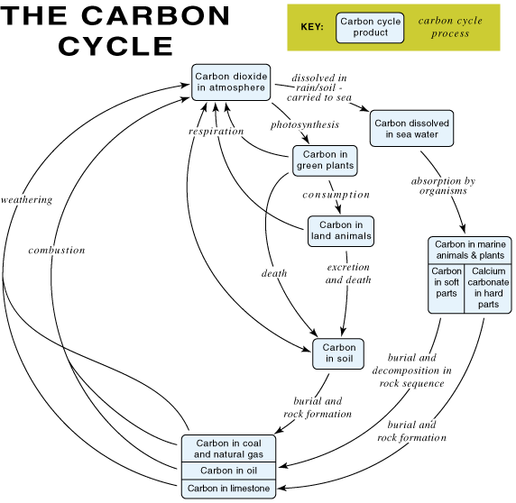 Worksheets The Carbon Cycle Worksheet carbon cycle diagram worksheet davezan dioxide oxygen bloggakuten