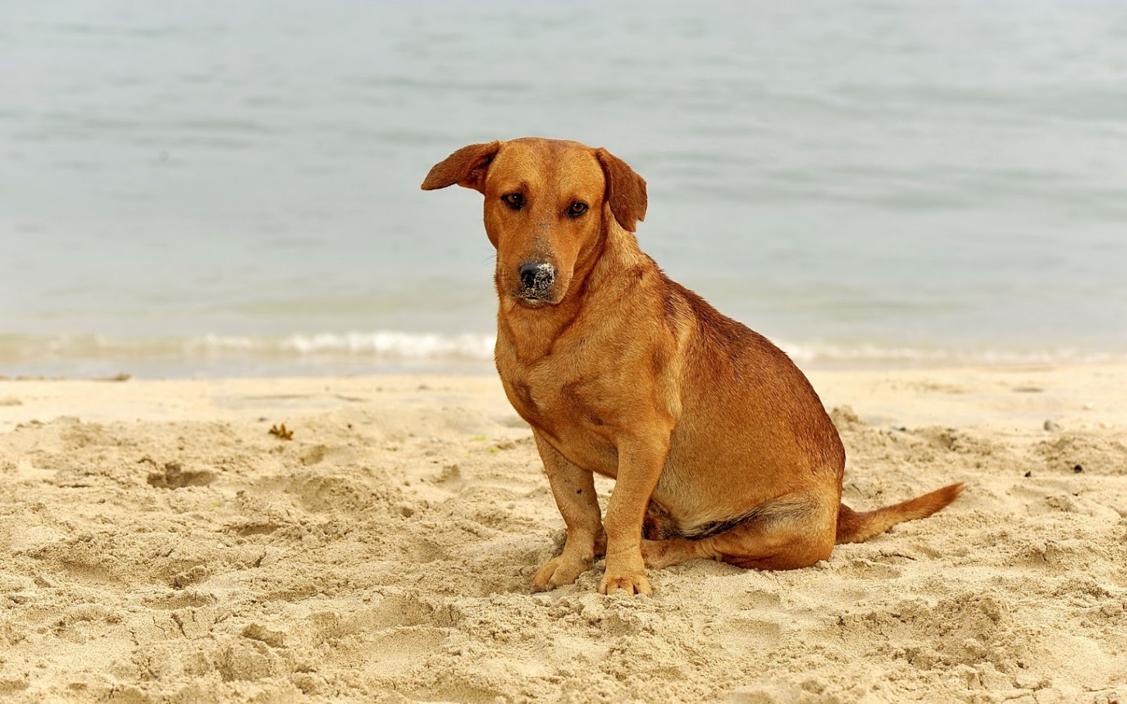 Animais de estimação na praia Animais de estimação na praia