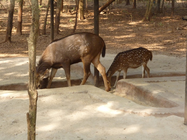 Odisha Nandankanan Zoo Deer