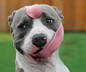 Can Dogs Pee Inside Can Dogs Pee Inside