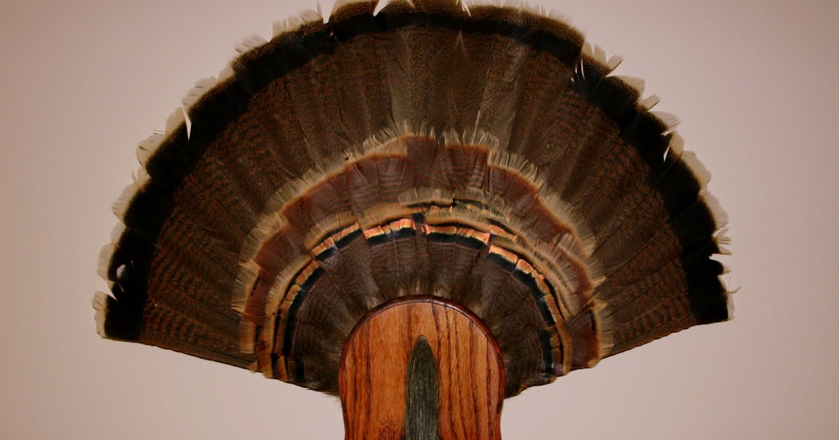 Rob's Hunting Journal Turkey Fan/Beard Display