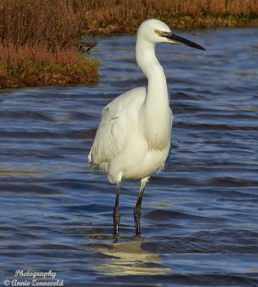 Zilverreiger