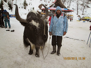 Yak with its owner at Solang Valley.