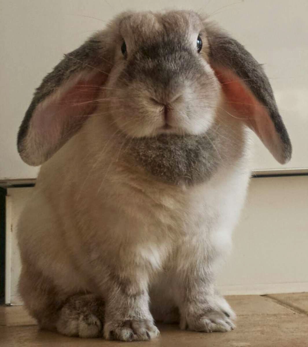 arkaplan duvarkagidi resimleri tavsan arkaplan duvar kagidi