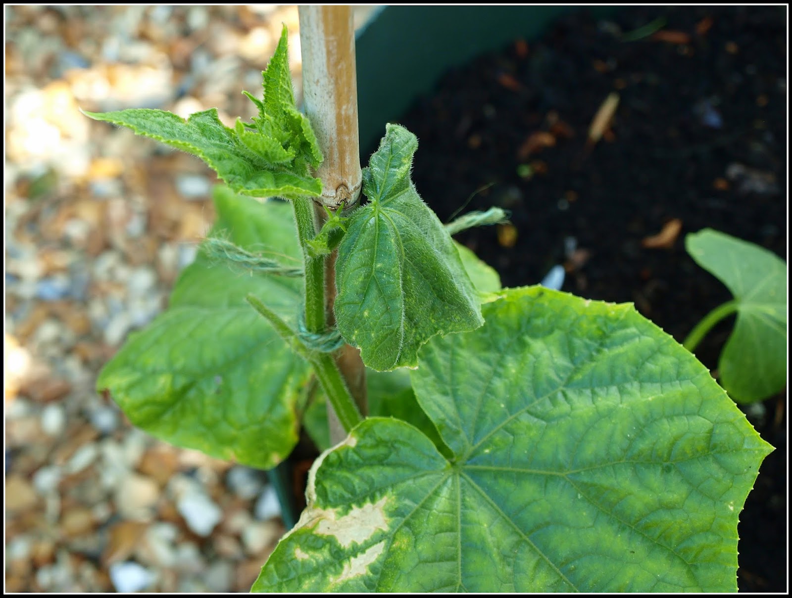 Mark's Veg Plot The selfpinching Cucumber