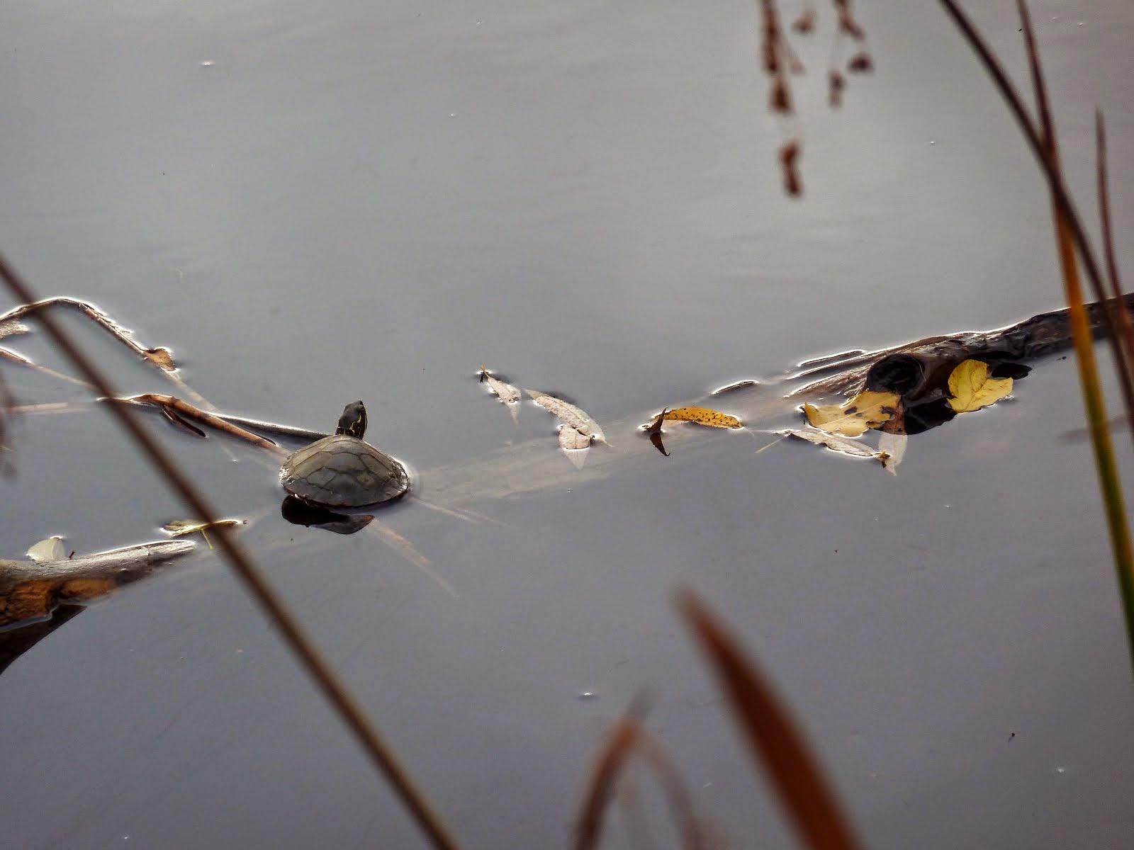 Painted Turtle on the Pewaukee River