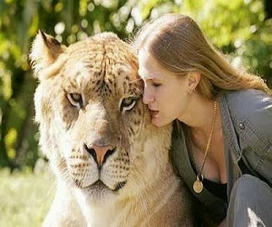 Harimau terbesar didunia Harimau terbesar didunia
