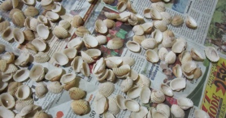 santiasmara1977@gmail.com: Bunga Dari Cangkang Kerang (Tudai/Tude)