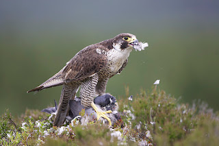 Falcon hunting and eating pigeon 
