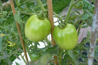 La vida en mi patio: De calabazas ajenas y otras anécdotas