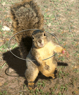 funny squirrel