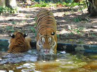 Zoo Negara (1)