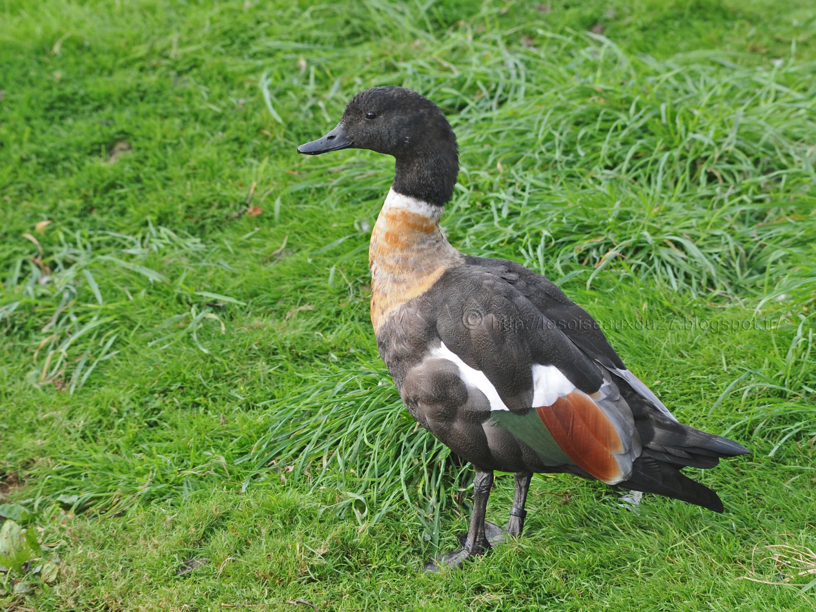 Les oiseaux du 27 Le Tadorne d'Australie, Tadorna tadornoides