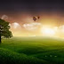 Beautiful Meadow wallpapers | HD meadows desktop wallpapers | Nature HD wallpapers | Natural Beauty | Meadow walpapers for Windows 8 | HD Desktop Nature wallpapers