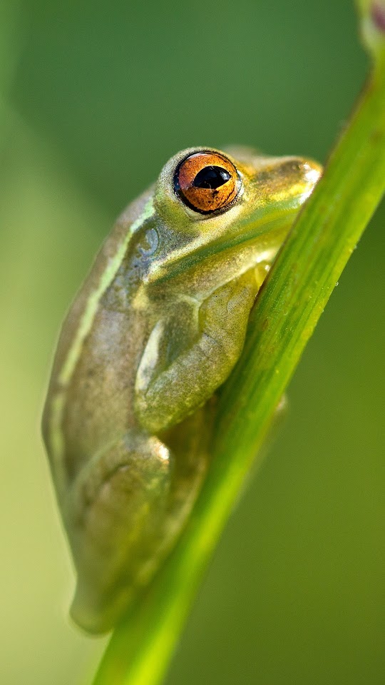 Frog Sitting At Branch Android Wallpaper