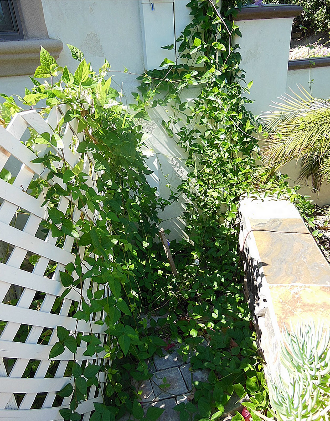 Guacamole Gulch Thinking about vines