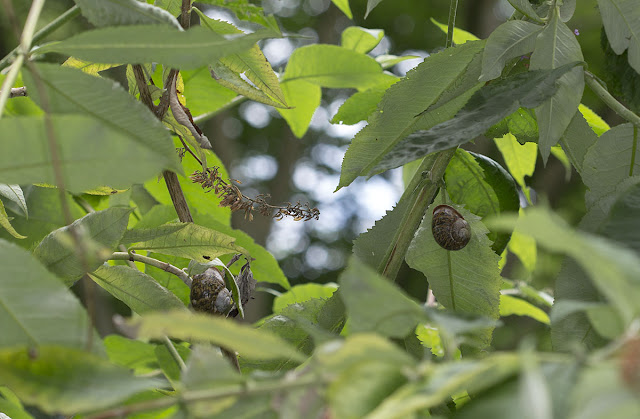 Garden snails, Helix aspersa,  in daytime, high up in a Buddleia.  High Elms Country Park, 2 August 2012.