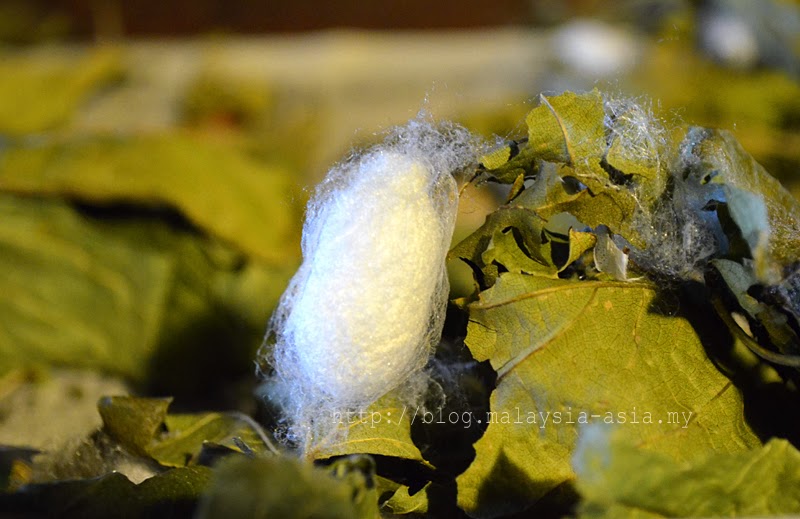 Shirakawa Go Silkworms Japanese Silkworms